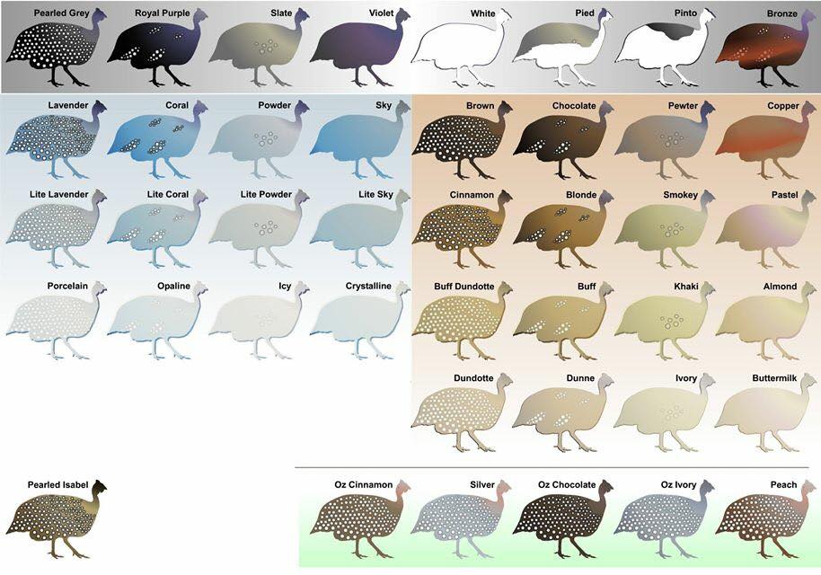 Guinea Fowl Color Chart