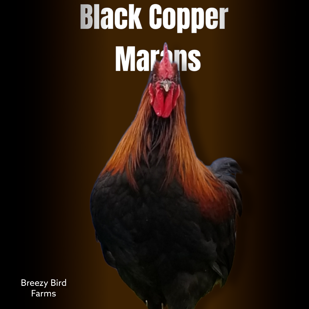 Black Copper Marans