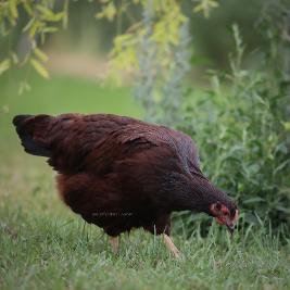 Rhode Island Red chickens