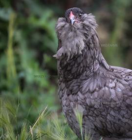 Ameraucana chickens