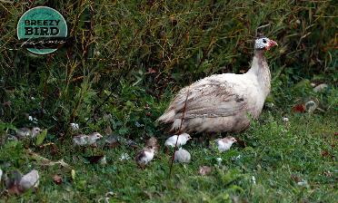 Guinea Fowl mom with Keets
