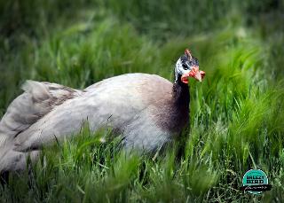 Guinea Fowl