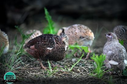 Breezy Bird Farms offers quail hatching eggs and chicks