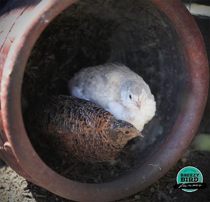 silver coturnix, lavender coturnix, blue coturnix, brown coturnix