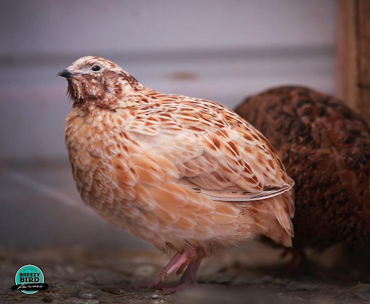 coturnix quail, hatching eggs coturnix, quail chicks, baby quail, 