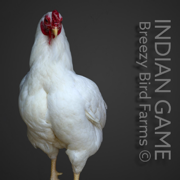 cornish chickens, indian game