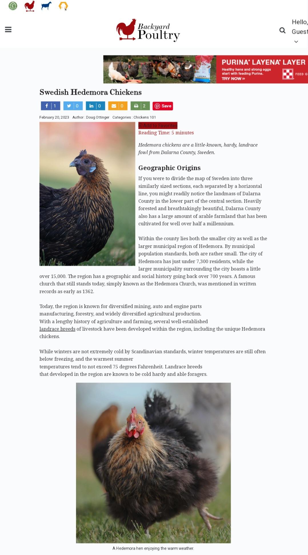 hedemora chickens article