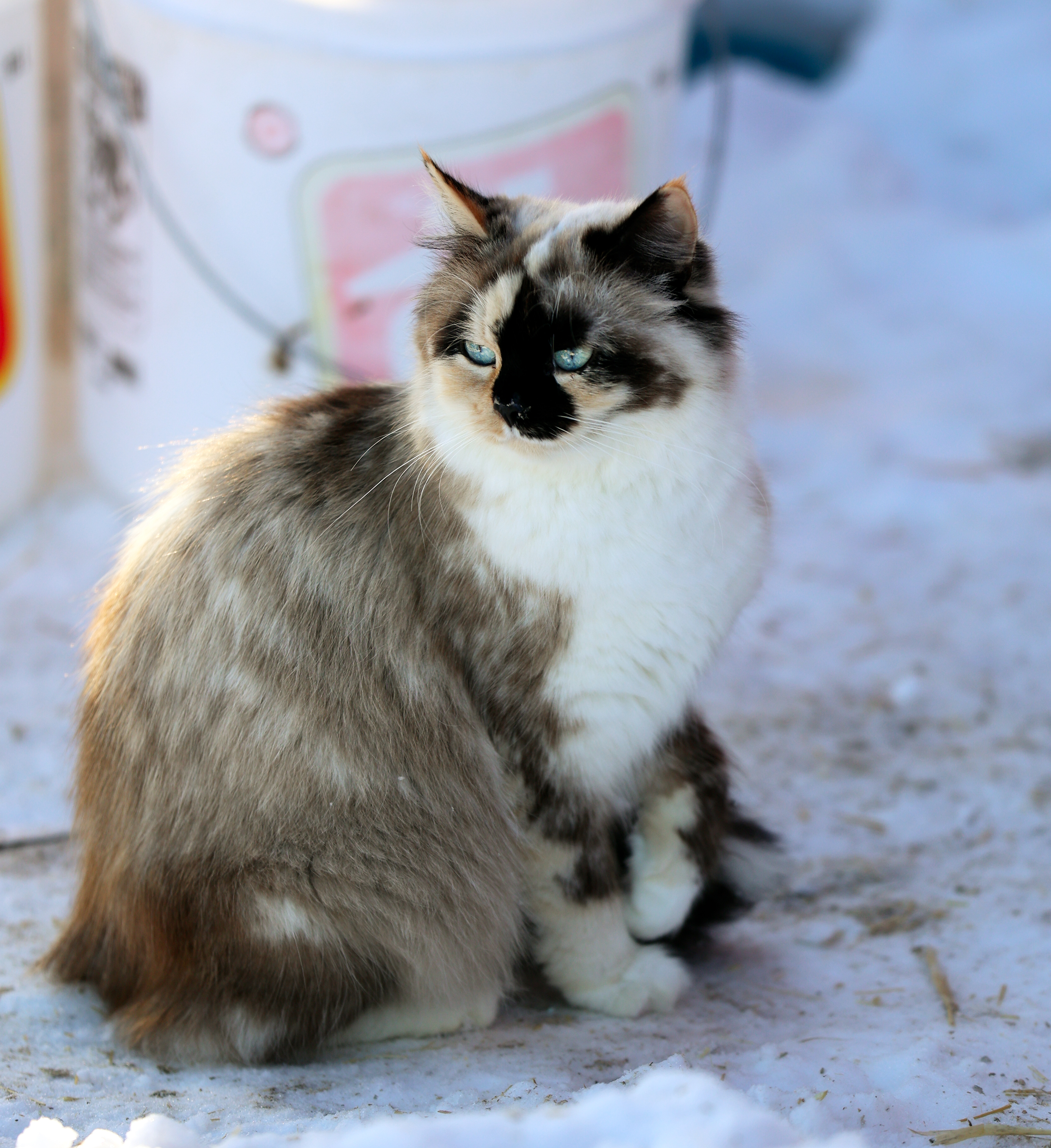 ragdoll cat