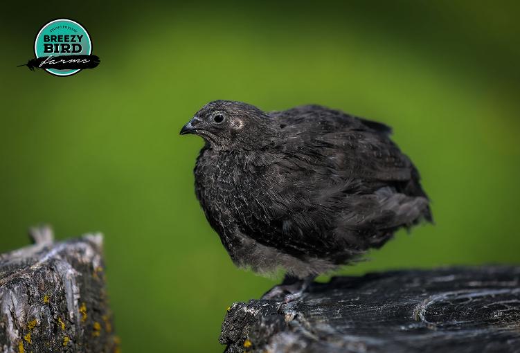 black coturnix