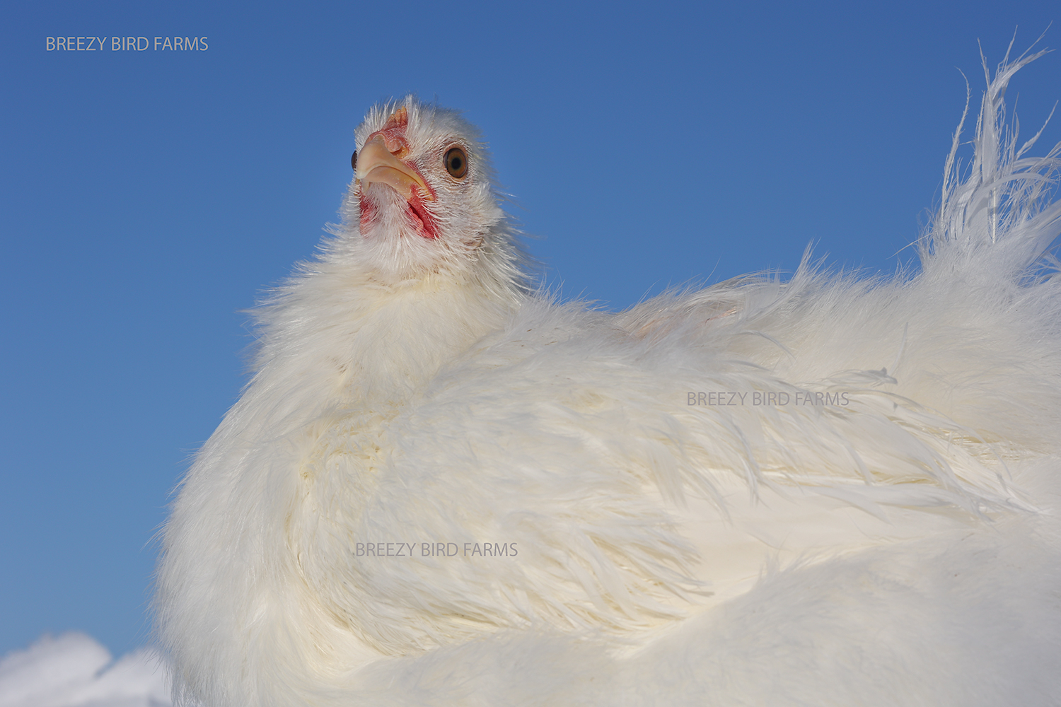 Hedemora Chicken in the snow