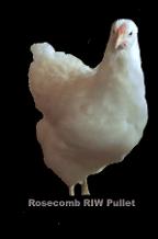 rhode island white chickens in canada