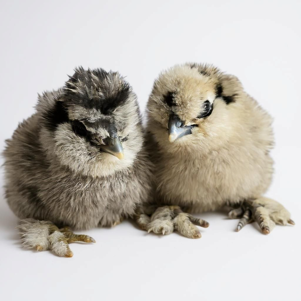 Silkie chickens