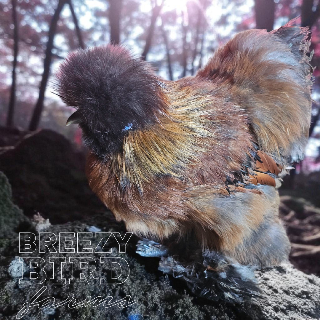 Silkie Chickens
