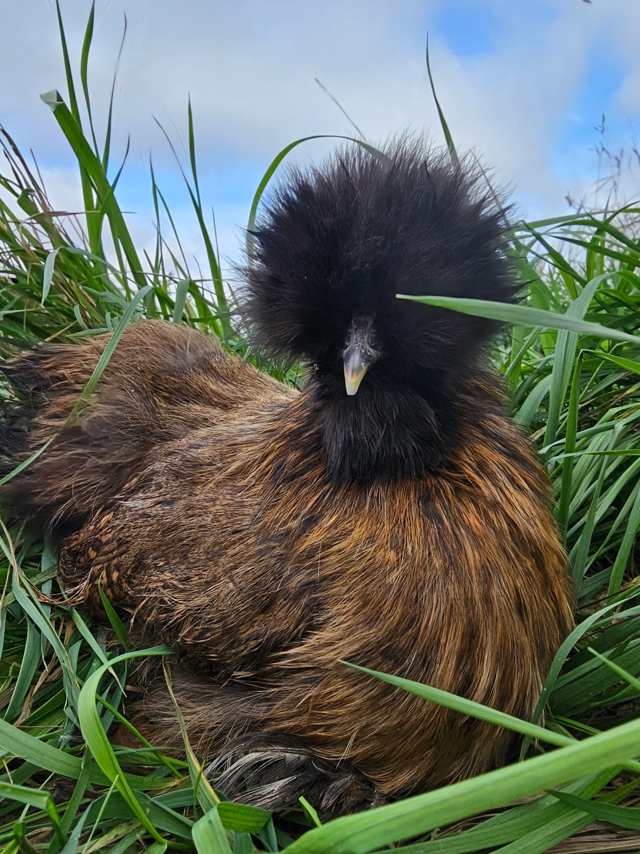 Silkie Chickens