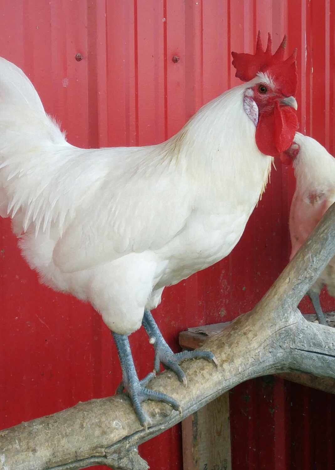 White Bresse Chickens